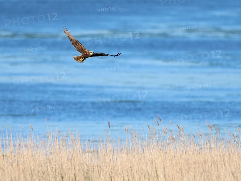 Western marsh-harrier