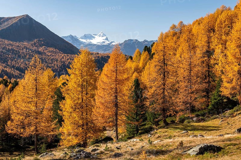 Autumn larch forest off Pizzo Scalino