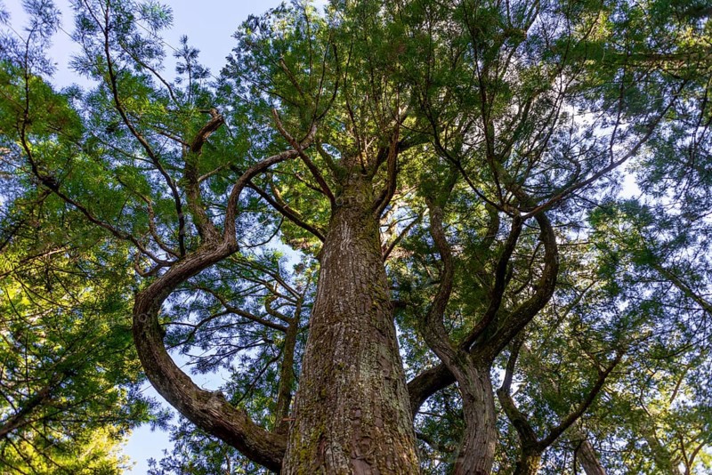 Cryptomeria japonica