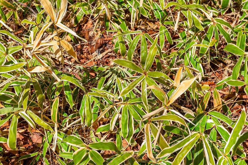 Bamboo