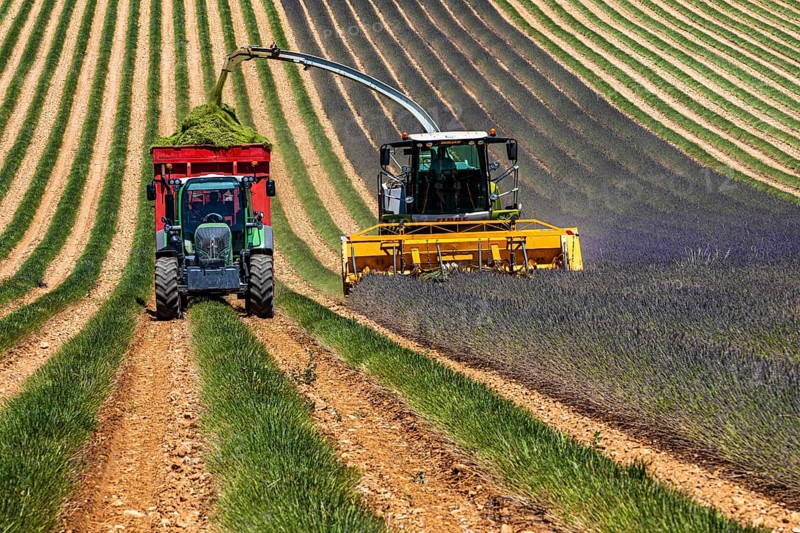 Lavender harvest near Oraison