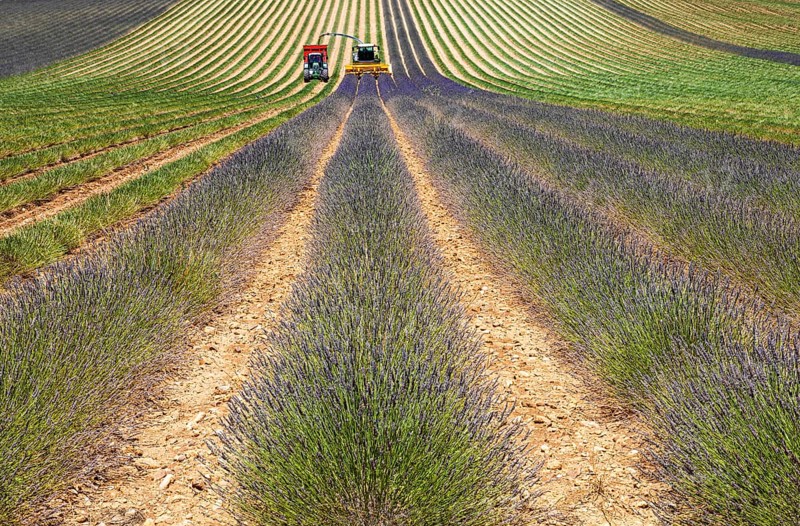 Lavender harvest near Oraison