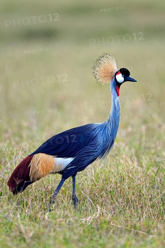 Gray crowned-crane