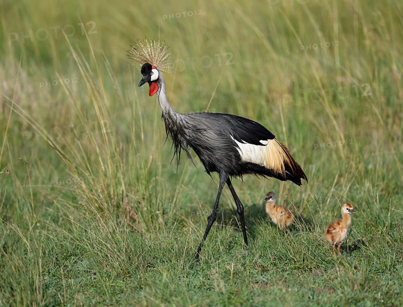 Gray crowned-crane