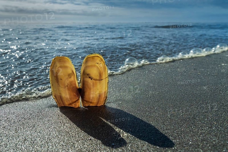 Mussels in the sand