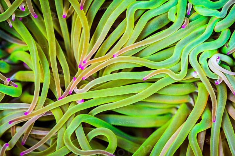 Mediterranean snakelocks sea anemone