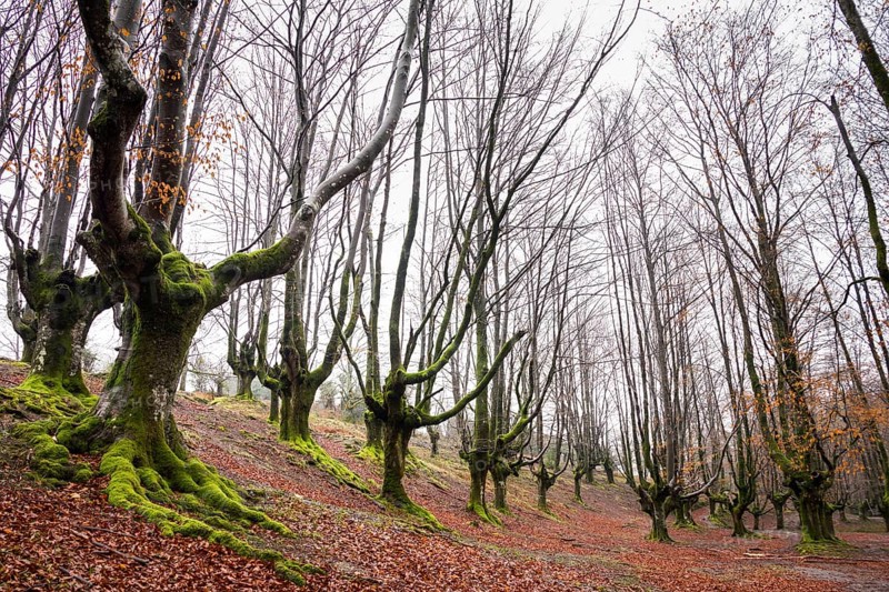 Gorbea Natural Park