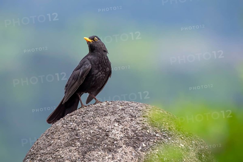 Blackbird
