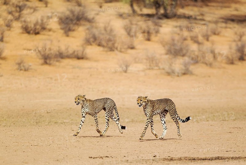 Cheetahs