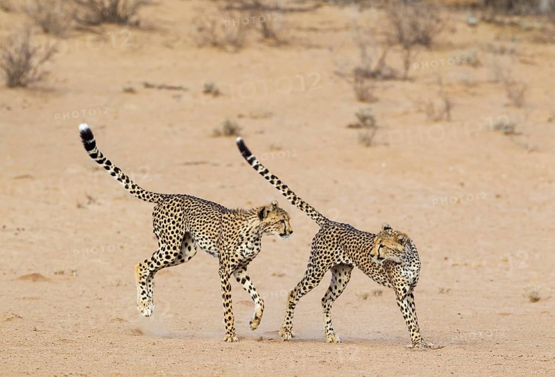 Cheetah