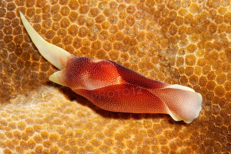 Lovely Headshield Slug