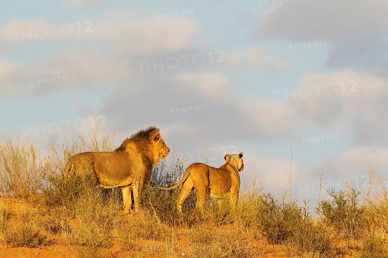 Black-maned lions
