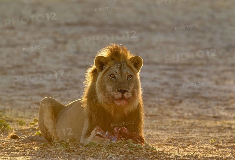 Black-maned lion