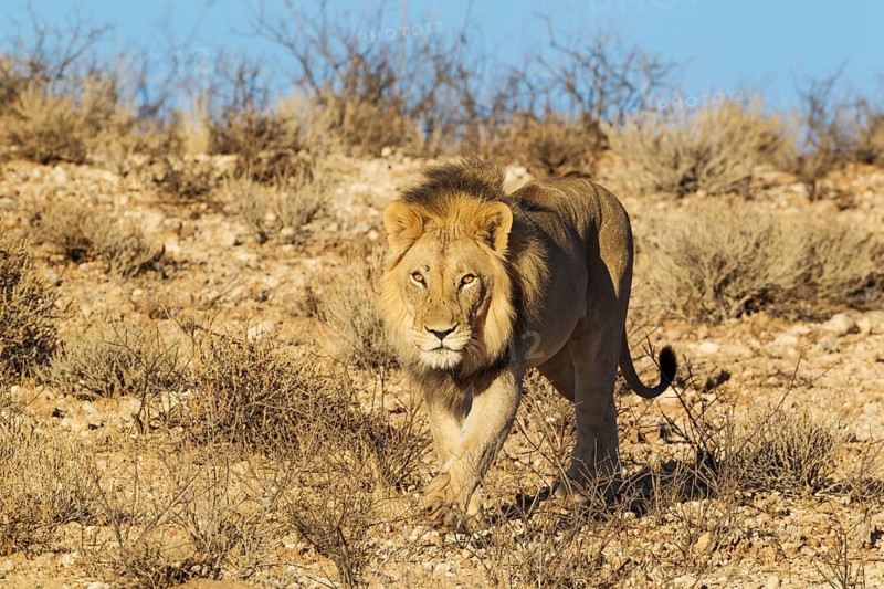 Black-maned lion