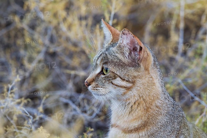 African Wildcat