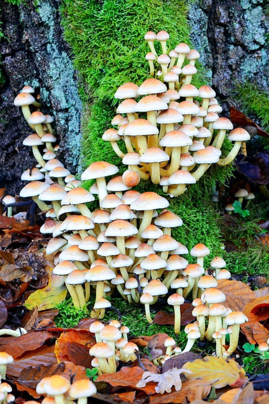 Conifer tuft