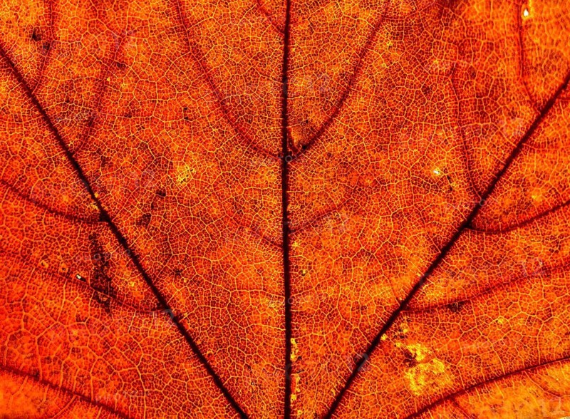 Maple