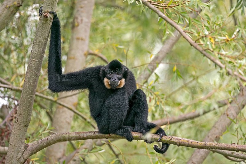 Yellow-cheeked gibbon