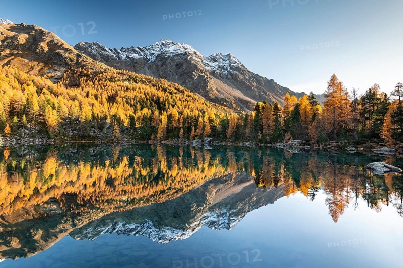 Autumn larch forest reflected in the mountain lake Lago di Saoseo