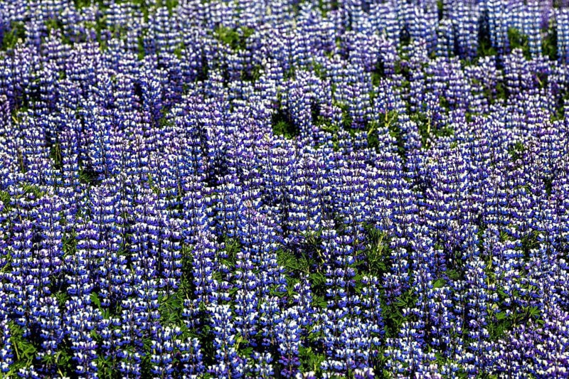Blue flowering blue flowering Nootka lupins