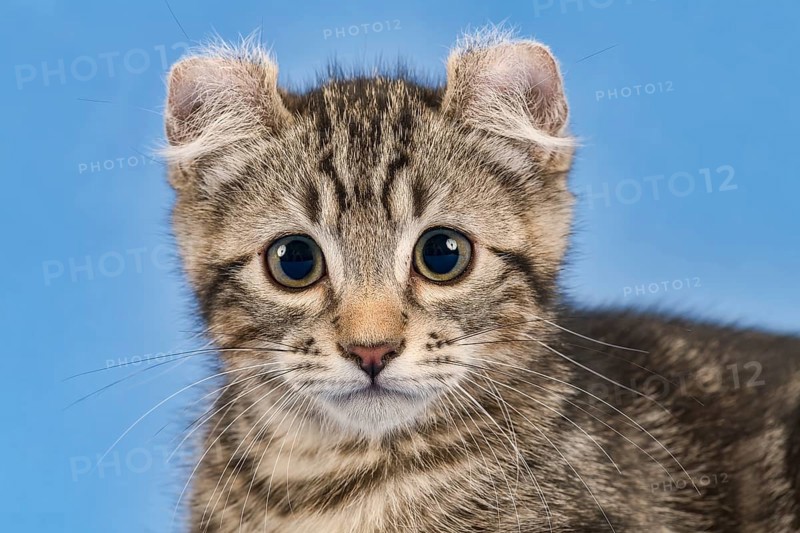 Breedcat American Curl