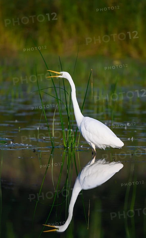 Great egret