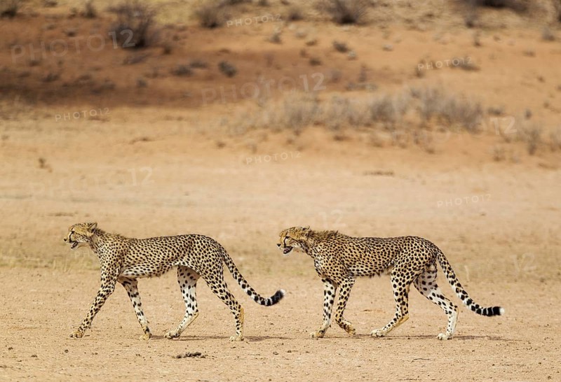 Cheetahs