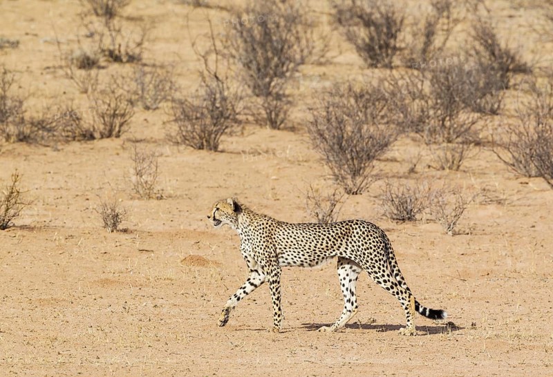 Cheetah
