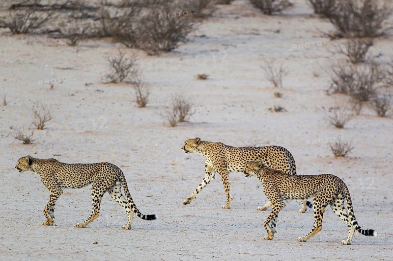 Cheetahs
