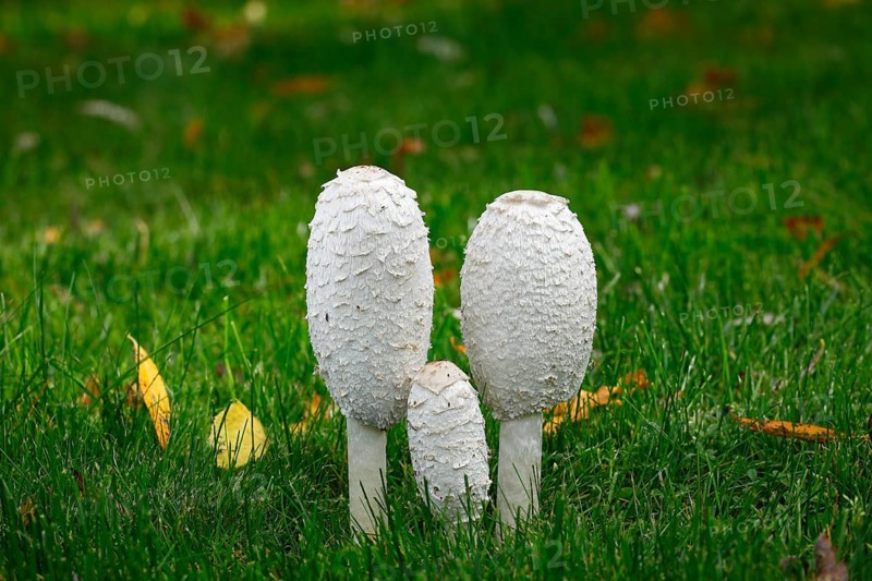 Shaggy ink caps