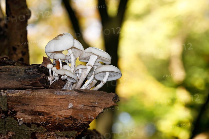 Porcelain fungi