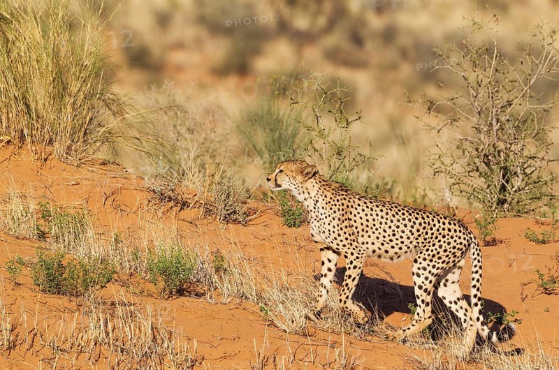Cheetah