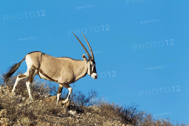 Gemsbok