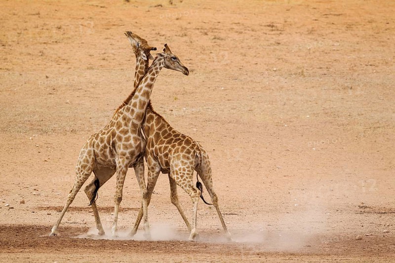 Southern Giraffes