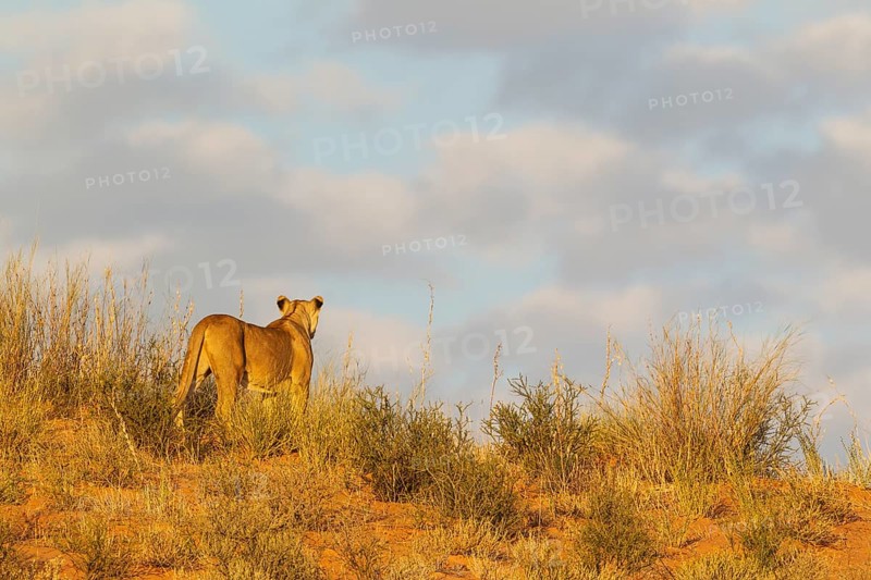 Lioness