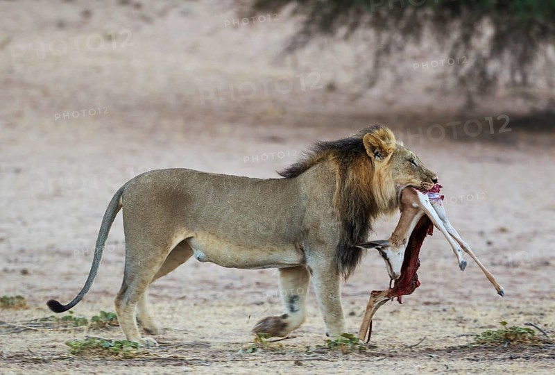 Black-maned lion
