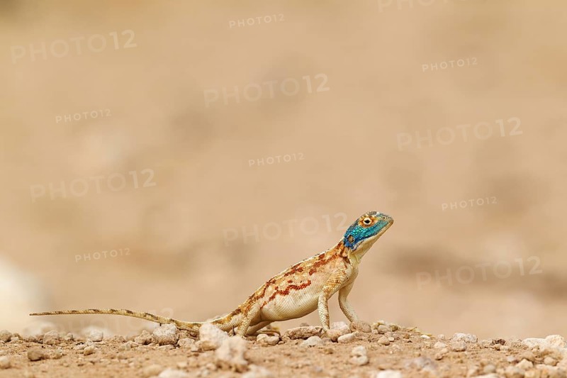 Ground Agama
