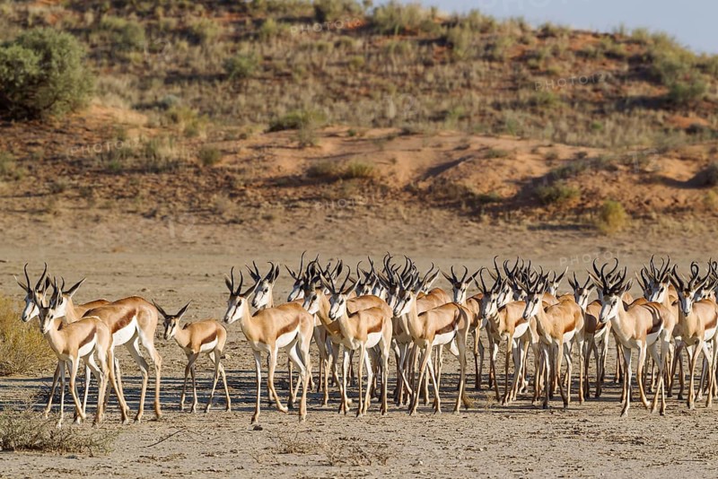 Springboks