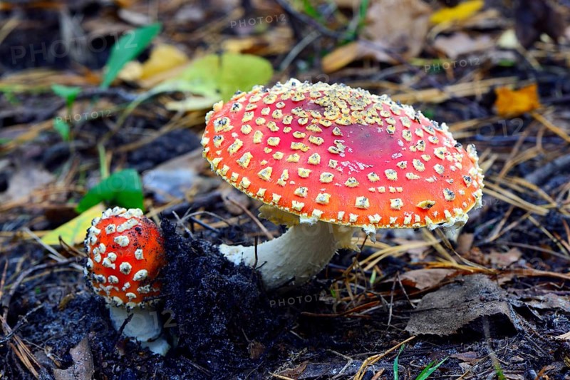 Fly agarics