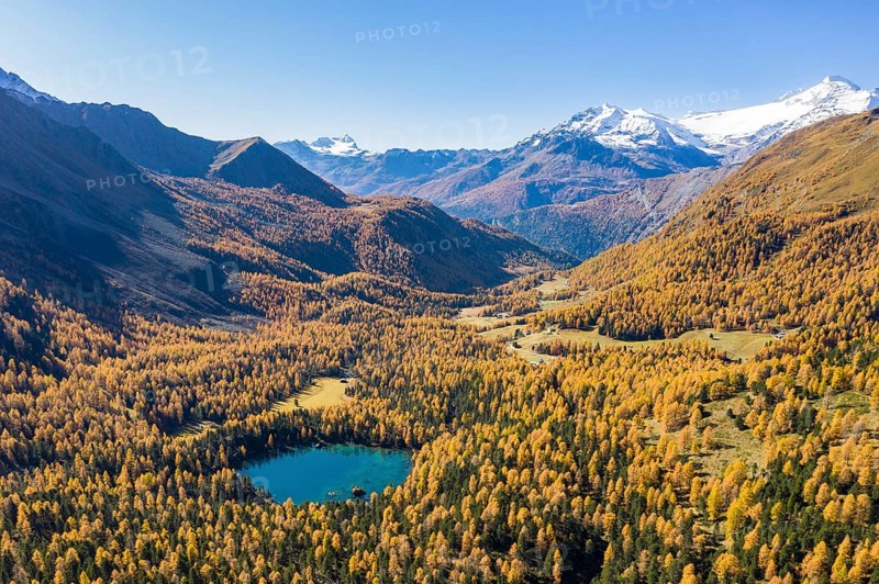 Autumn larch forest in Val di Campo