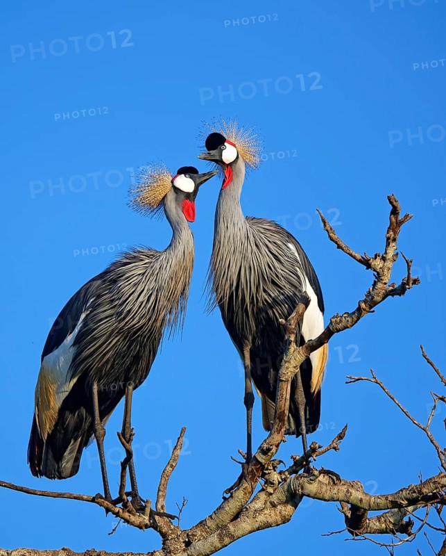 Gray crowned-cranes