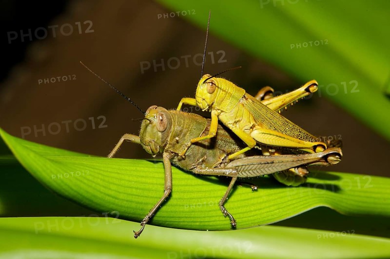 Long-horned grasshoppers