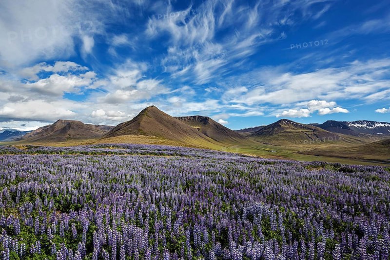 Blue flowering Nootka lupins