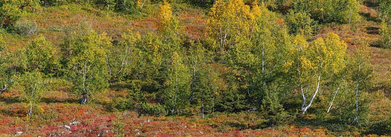 Autumnal mountain landscape with dwarf shrubs and downy birches
