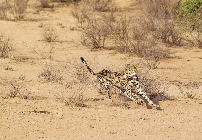 Cheetah
