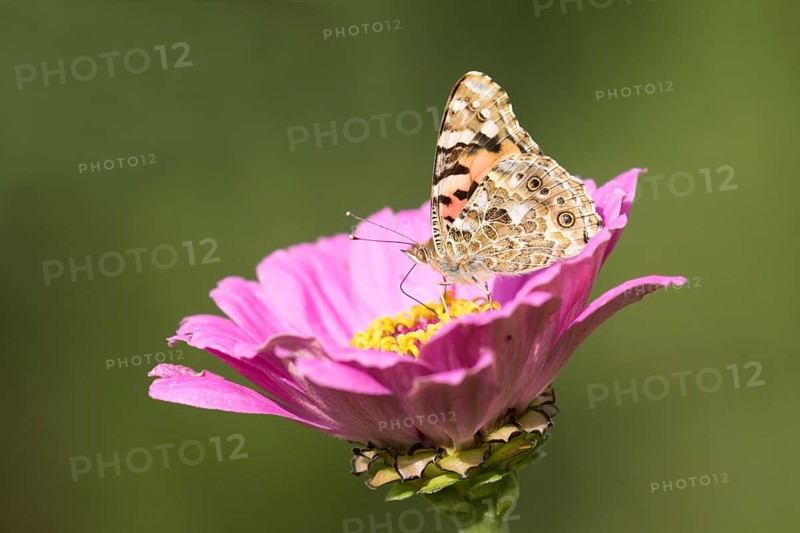 Painted lady