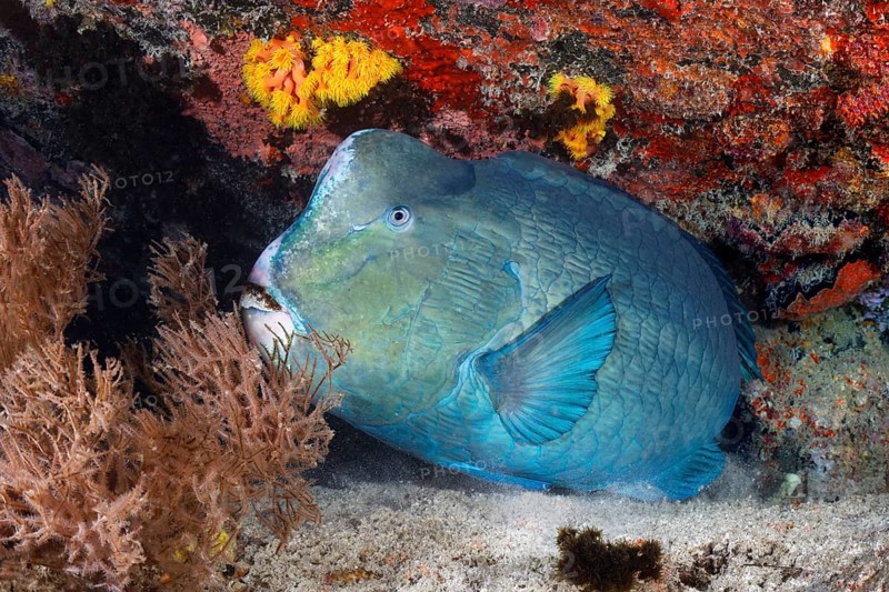 Green humphead parrotfish