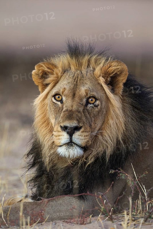 Black-maned lion