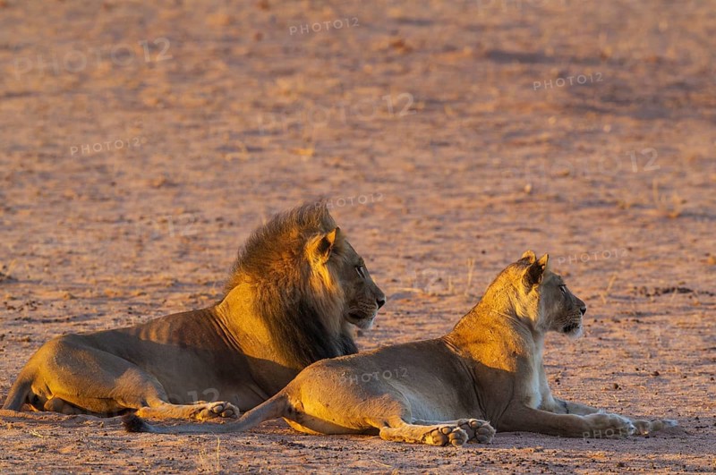 Black-maned lions