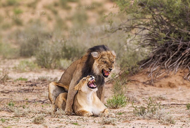 Black-maned lions